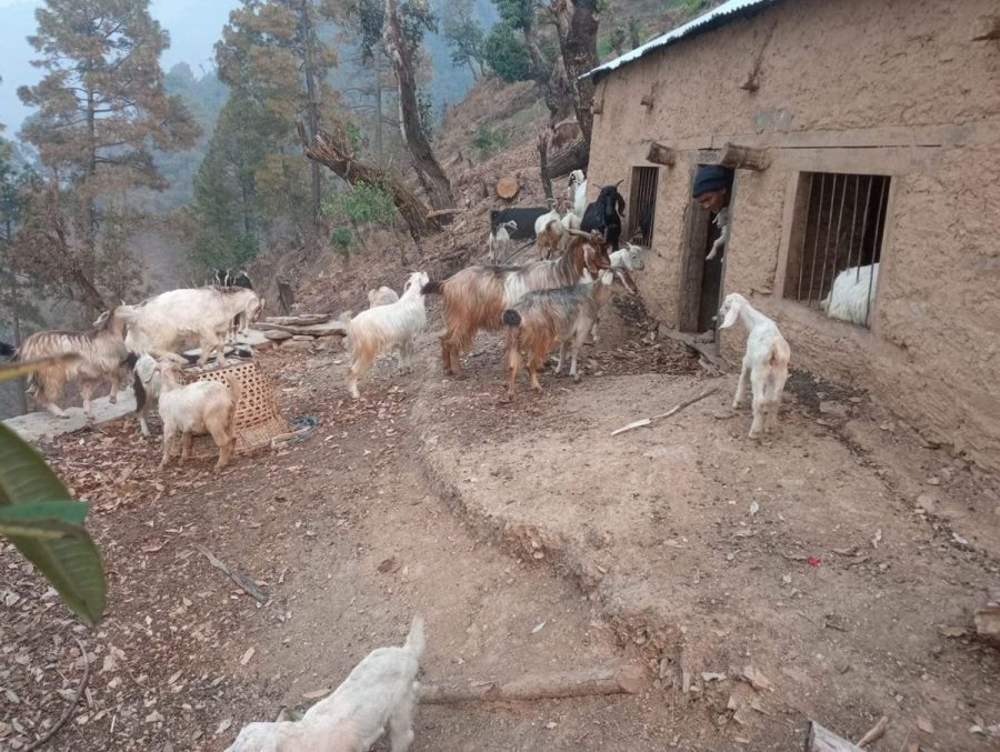 खप्तड छान्नामा  बाख्रा पालनमा युवाहरु आकर्षित हुदै