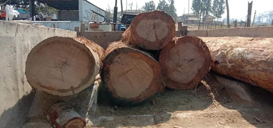 कर्णालीका सामुदायिक वनमा काठ चोरी–पैठारी बढ्दो