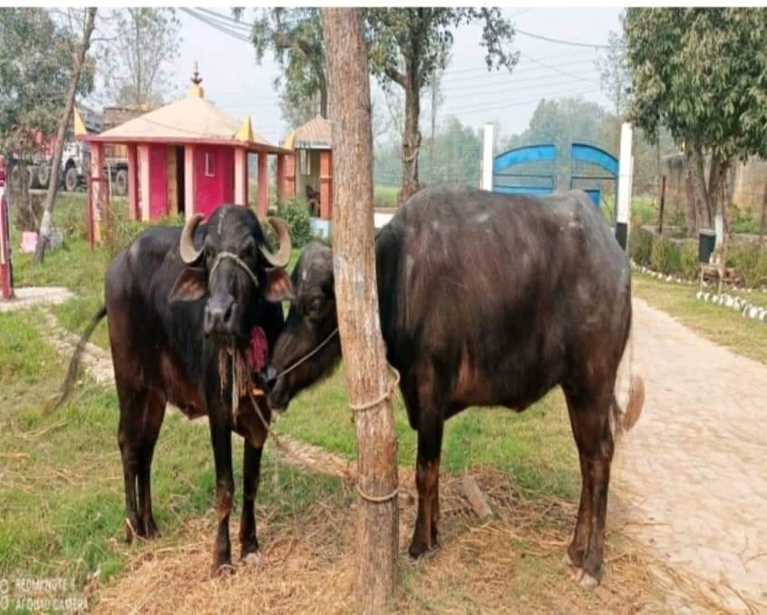 पश्चिम नवलपरासीमा ८० हजार मुल्य बराबरका २ वटा राँगा  बरामद