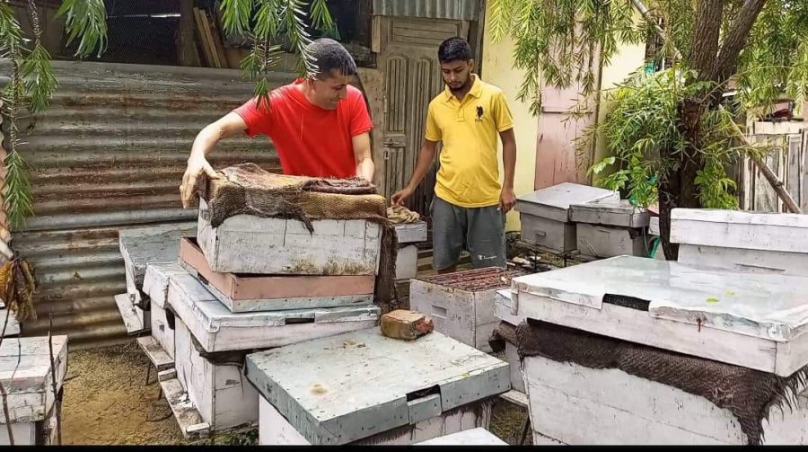 मौरी पालनबाट आत्मनिर्भर बन्दै सुनवल १३ बडेराका  पाण्डे